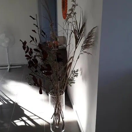 Corse Location Apartment